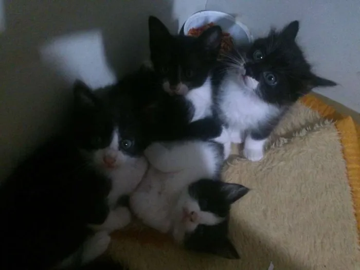 Gato ra a Desconhecida idade Abaixo de 2 meses nome Gatinhos