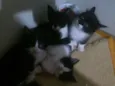 Gatinhos