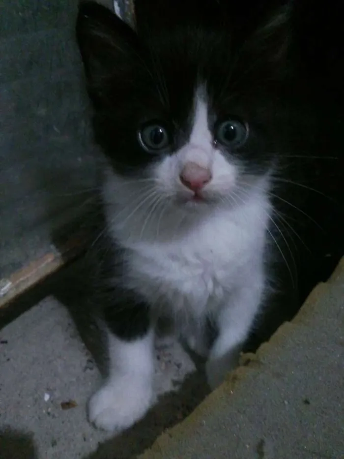Gato ra a Desconhecida idade Abaixo de 2 meses nome Gatinhos