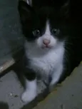 Gatinhos