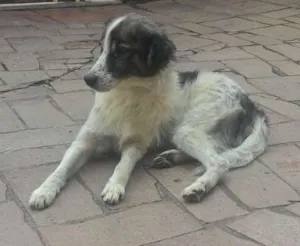 Cachorro raça Vira lata idade 6 ou mais anos nome Rebeca e Lupi