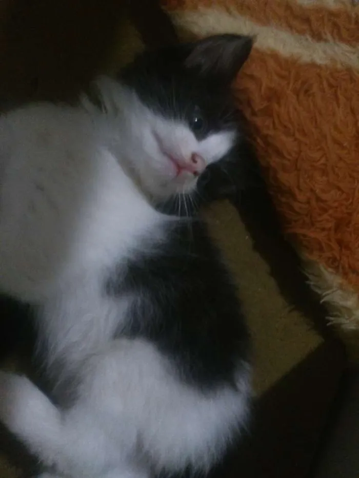 Gato ra a Desconhecida idade Abaixo de 2 meses nome Gatinhos