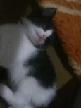 Gatinhos