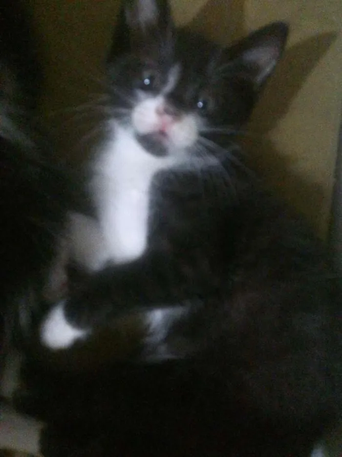 Gato ra a Desconhecida idade Abaixo de 2 meses nome Gatinhos
