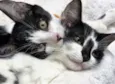 Leona & Leon