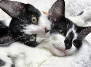 Gato raça SRD idade 2 a 6 meses nome Leona & Leon