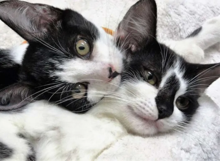 Gato ra a SRD idade 2 a 6 meses nome Leona & Leon