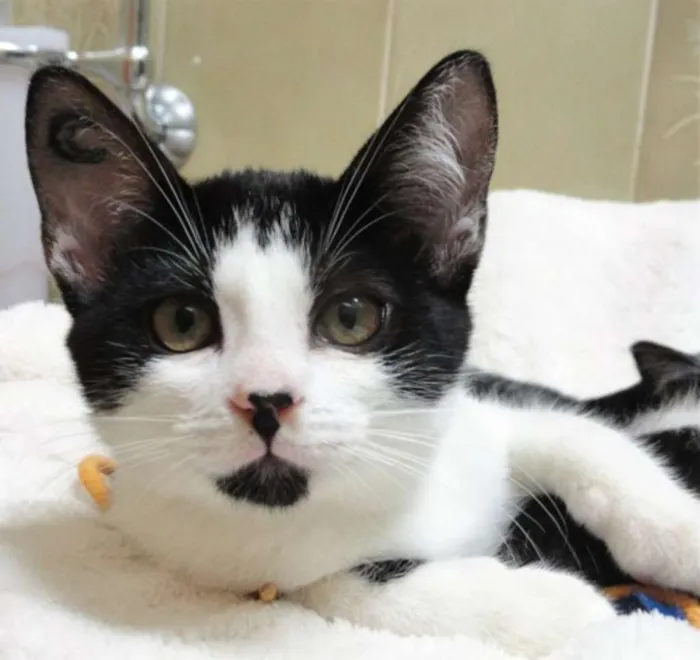 Gato ra a SRD idade 2 a 6 meses nome Leona & Leon