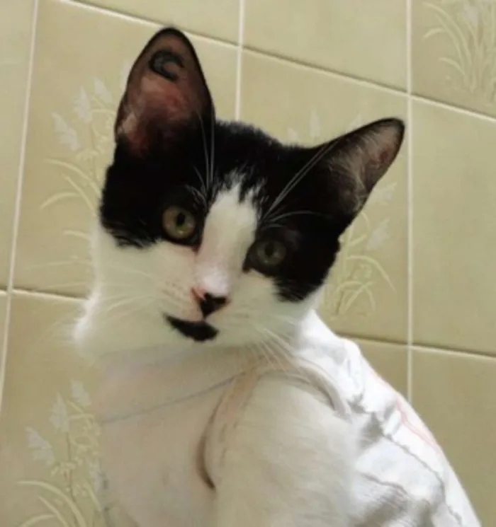 Gato ra a SRD idade 2 a 6 meses nome Leona & Leon