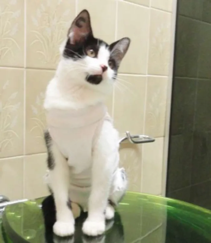 Gato ra a SRD idade 2 a 6 meses nome Leona & Leon