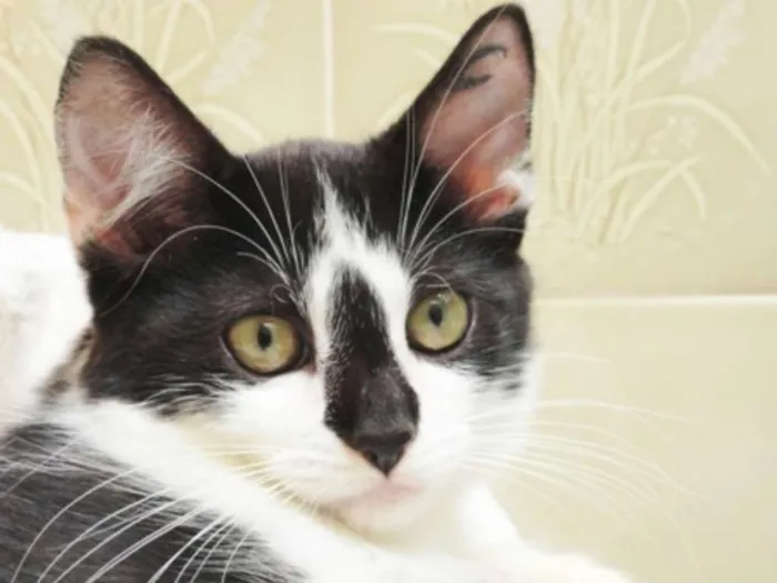 Gato ra a SRD idade 2 a 6 meses nome Leona & Leon