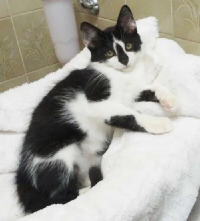 Gato ra a SRD idade 2 a 6 meses nome Leona & Leon