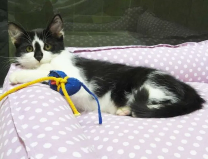 Gato ra a SRD idade 2 a 6 meses nome Leona & Leon