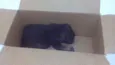 Rambo