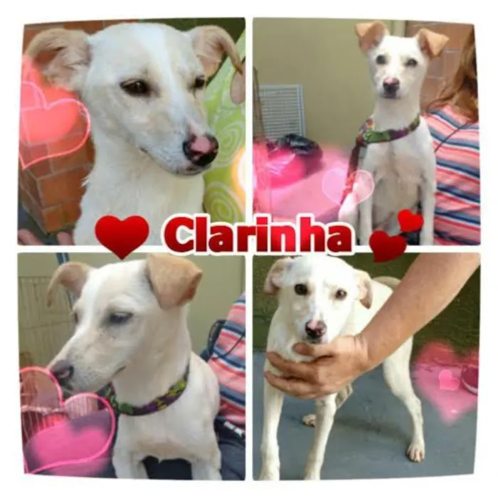 Cachorro ra a SRD idade 1 ano nome CLARINHA