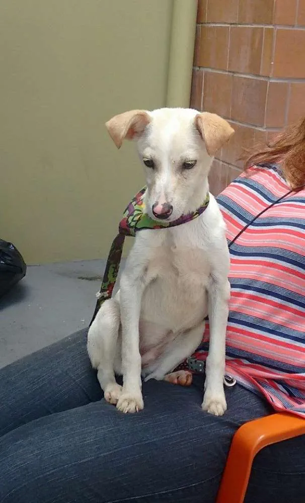 Cachorro ra a SRD idade 1 ano nome CLARINHA