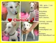 CLARINHA