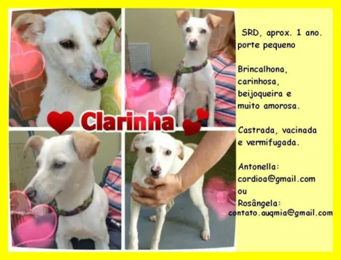 Cachorro ra a SRD idade 1 ano nome CLARINHA