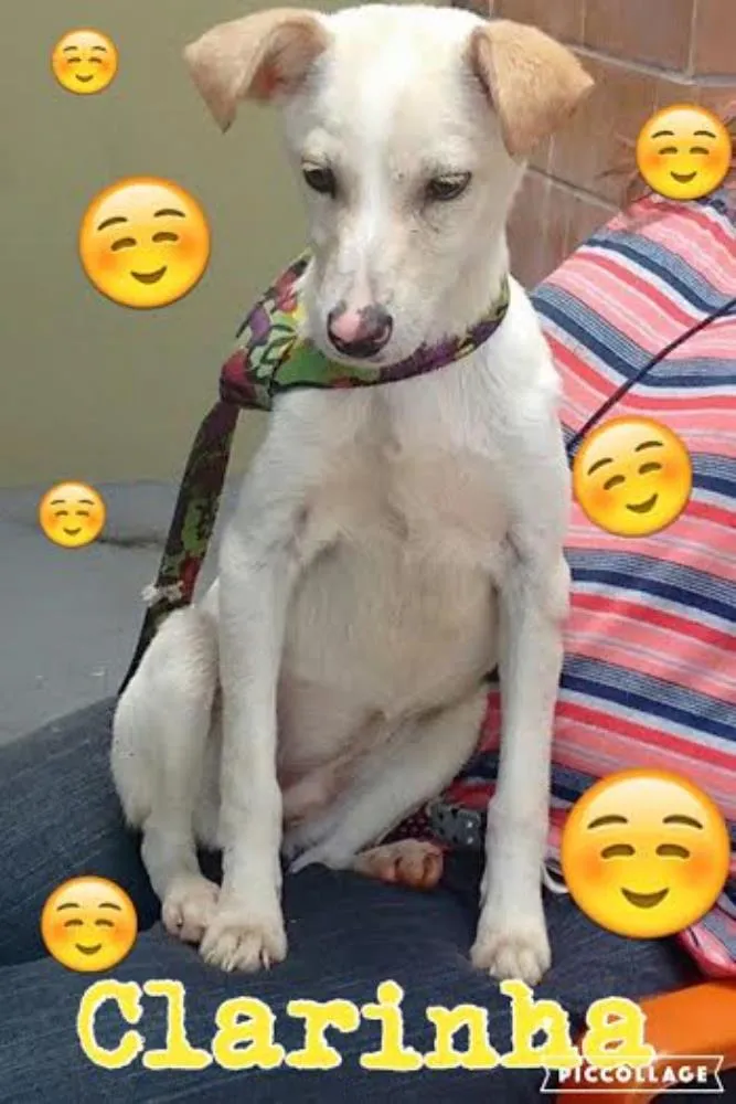 Cachorro ra a SRD idade 1 ano nome CLARINHA
