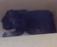 Rambo