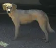 Branquinha