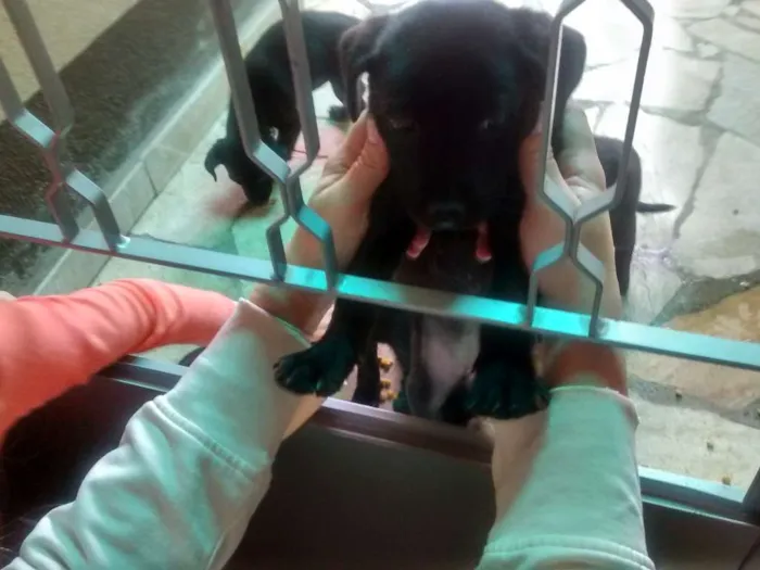 Cachorro raça Vira Lata idade Abaixo de 2 meses nome Pequetita