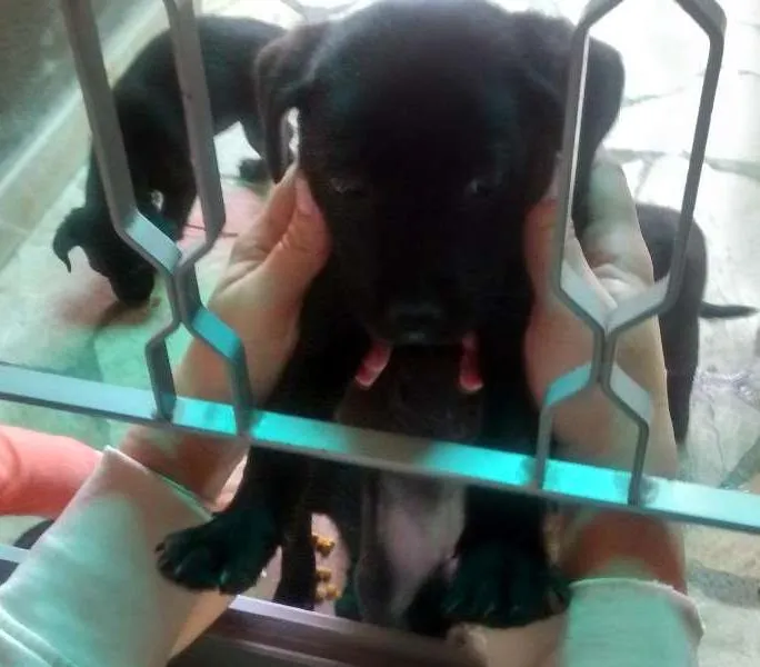 Cachorro raça Vira Lata idade Abaixo de 2 meses nome Pequetita