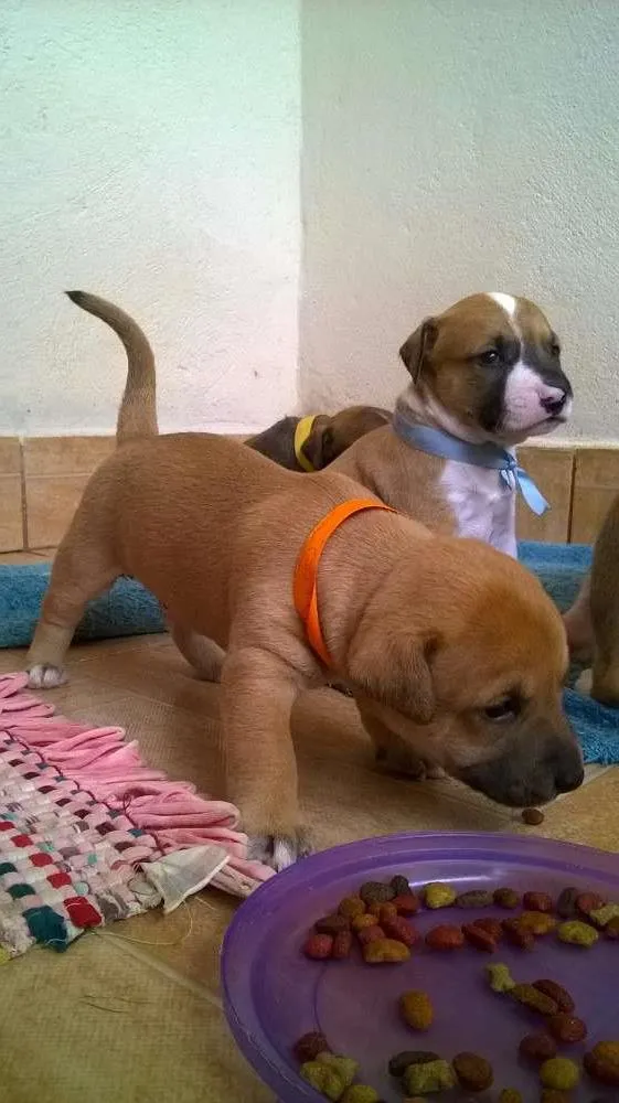 Cachorro raça SRD idade Abaixo de 2 meses nome Gael