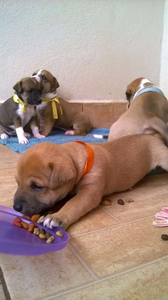 Cachorro raça SRD idade Abaixo de 2 meses nome Gael