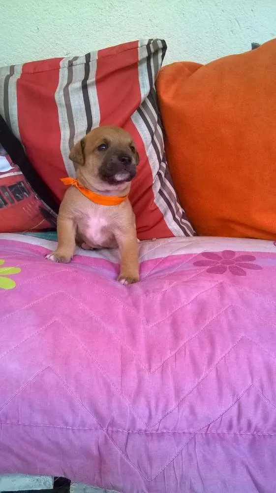Cachorro raça SRD idade Abaixo de 2 meses nome Gael