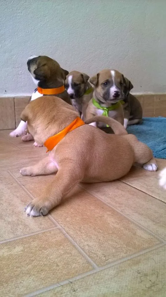 Cachorro raça SRD idade Abaixo de 2 meses nome Gael
