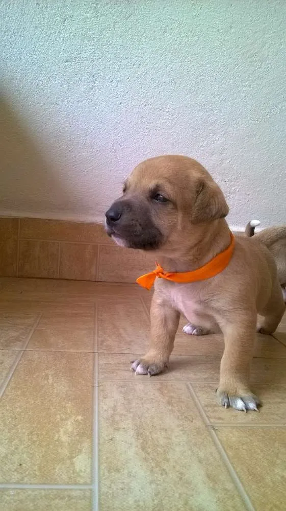 Cachorro raça SRD idade Abaixo de 2 meses nome Gael