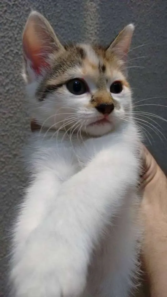 Gato ra a idade 2 a 6 meses nome Meg