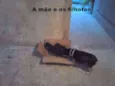 não tem