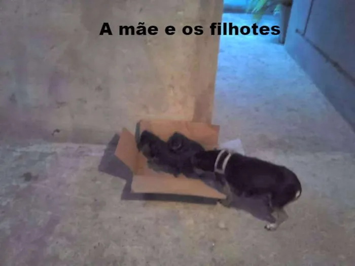 Cachorro raça pequena idade Abaixo de 2 meses nome não tem
