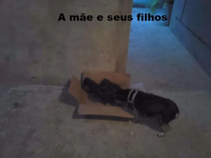 Cachorro raça pequena idade Abaixo de 2 meses nome a mãe é lila