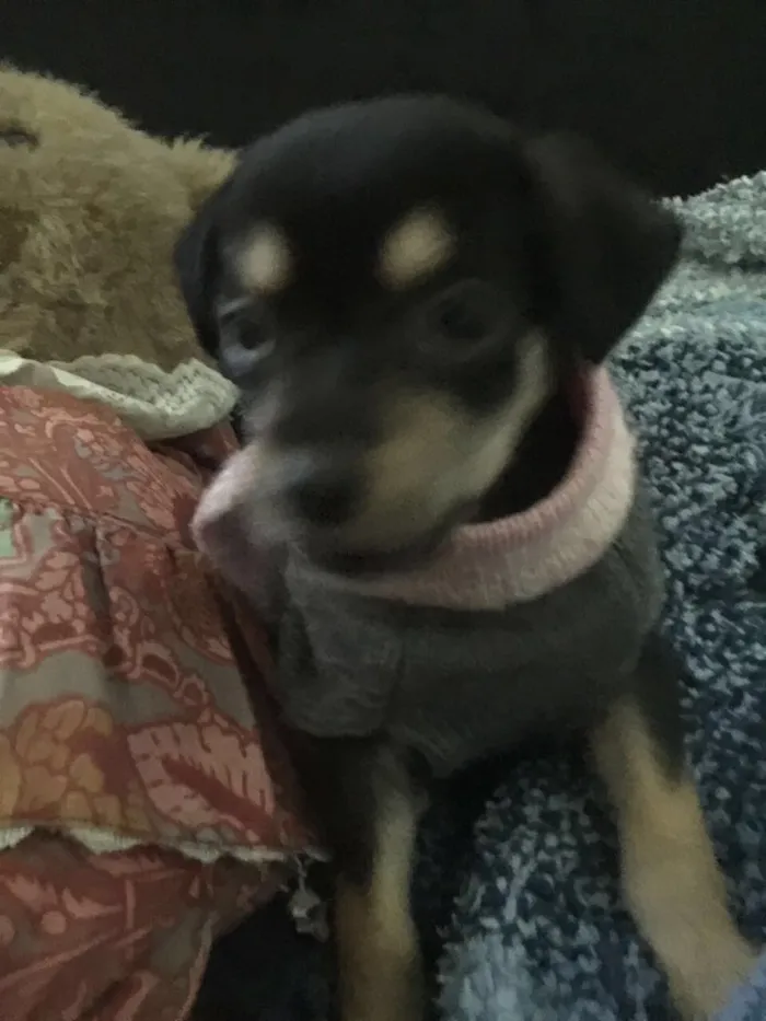 Cachorro ra a SRD idade Abaixo de 2 meses nome Jasmin