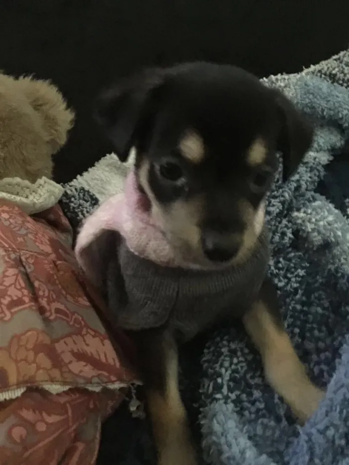 Cachorro ra a SRD idade Abaixo de 2 meses nome Jasmin