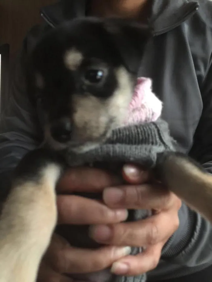 Cachorro ra a SRD idade Abaixo de 2 meses nome Jasmin