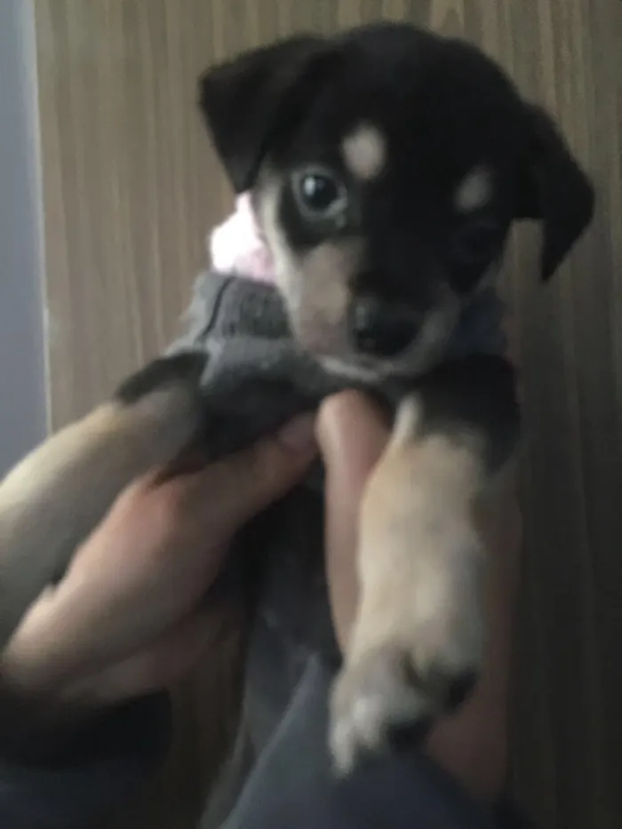 Cachorro ra a SRD idade Abaixo de 2 meses nome Jasmin