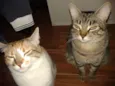 ISHA / PEPE