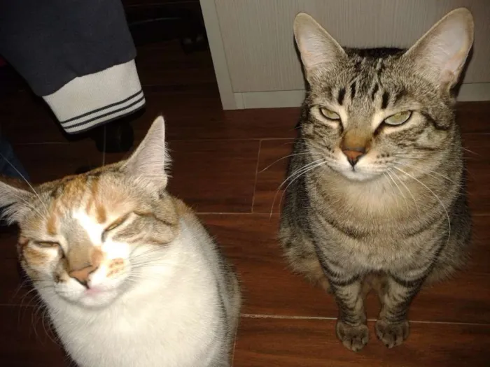 Gato ra a VIRA LATA idade 3 anos nome ISHA / PEPE