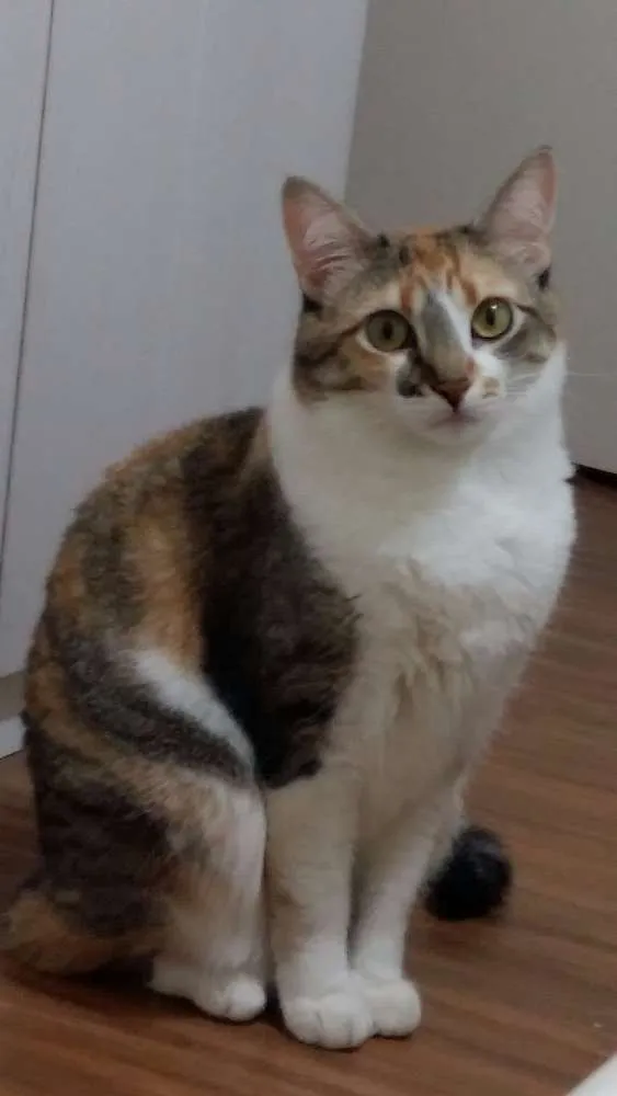 Gato ra a VIRA LATA idade 3 anos nome ISHA / PEPE