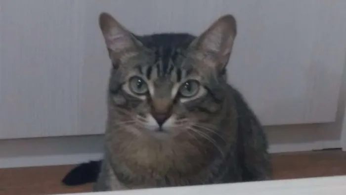 Gato ra a VIRA LATA idade 3 anos nome ISHA / PEPE