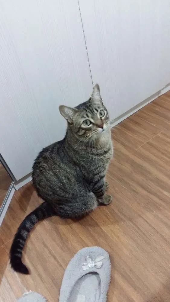 Gato ra a VIRA LATA idade 3 anos nome ISHA / PEPE