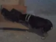 a mãe é lila