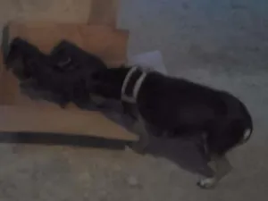 Cachorro raça pequena idade Abaixo de 2 meses nome a mãe é lila