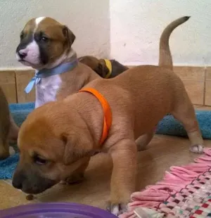 Cachorro raça SRD idade Abaixo de 2 meses nome Gael