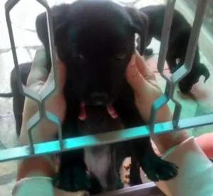 Cachorro raça Vira Lata idade Abaixo de 2 meses nome Pequetita