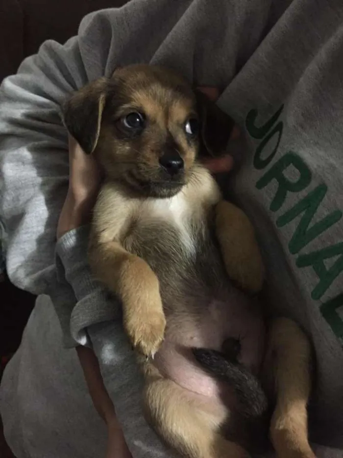 Cachorro ra a Vira-lata idade Abaixo de 2 meses nome ainda sem nome